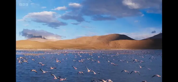 Andean flamingo (Phoenicoparrus andinus) as shown in Frozen Planet II - Frozen Peaks
